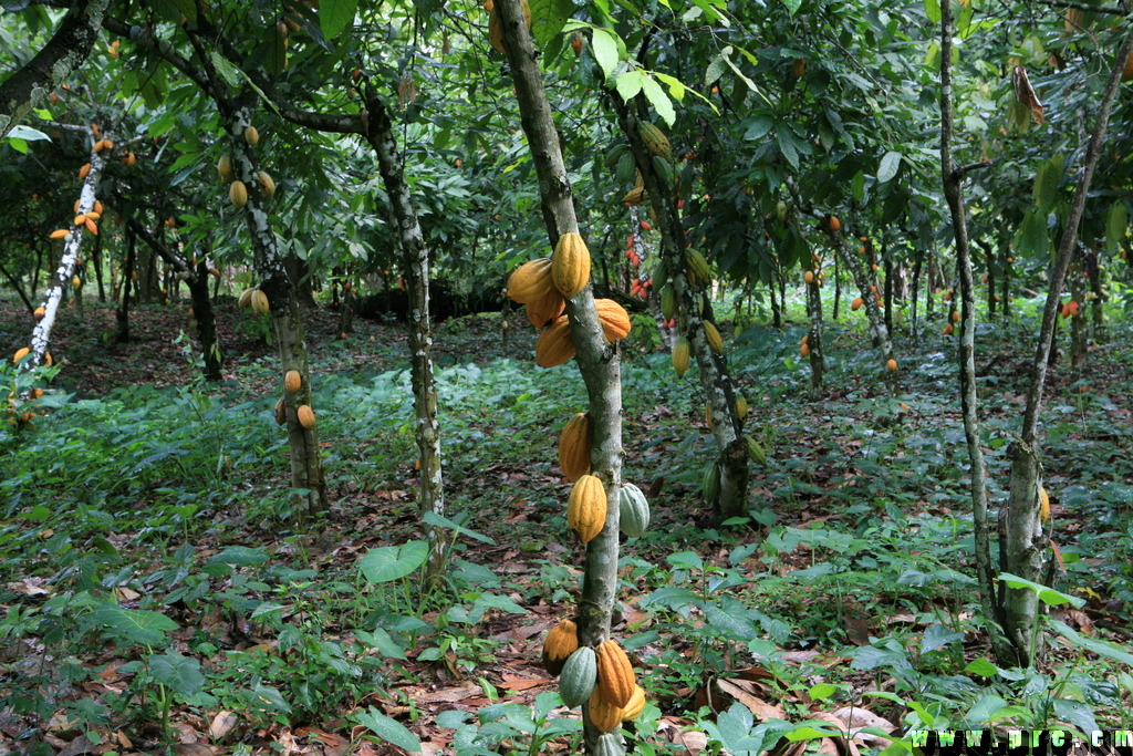 Plantation cacaoyère (3)